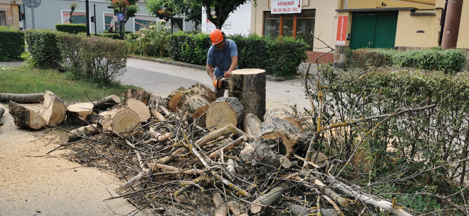 20240719 Szárazfa kivágása Eötvös u1