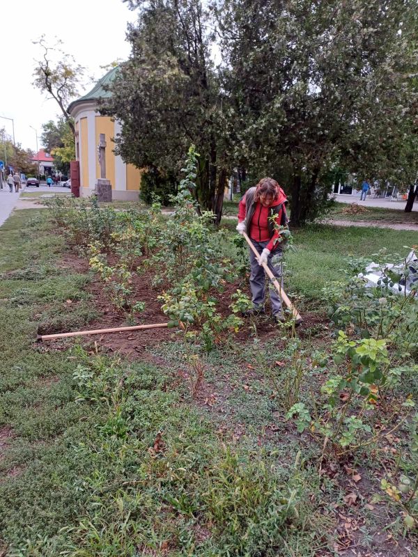 20240913 Rózsakapálás Galcsek u Dunakanyar2