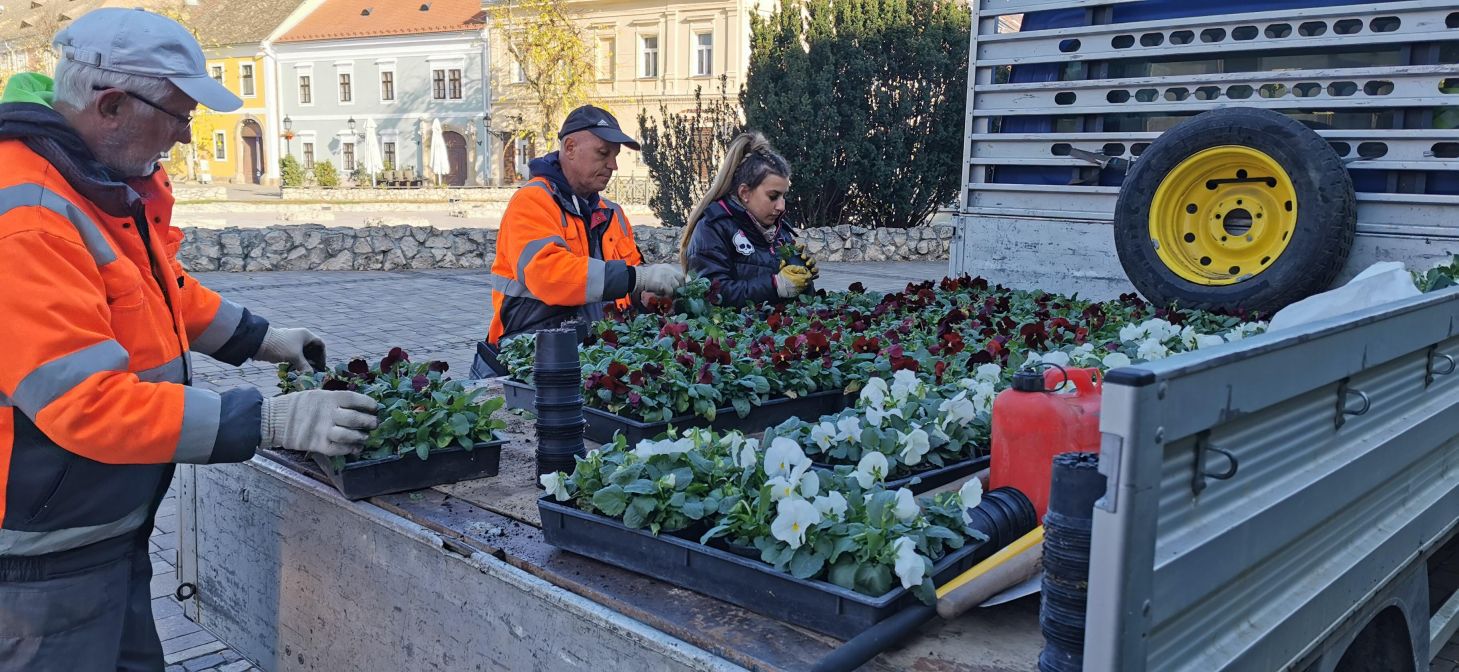 20241106 Virágpalántázás Bécsi kapu2