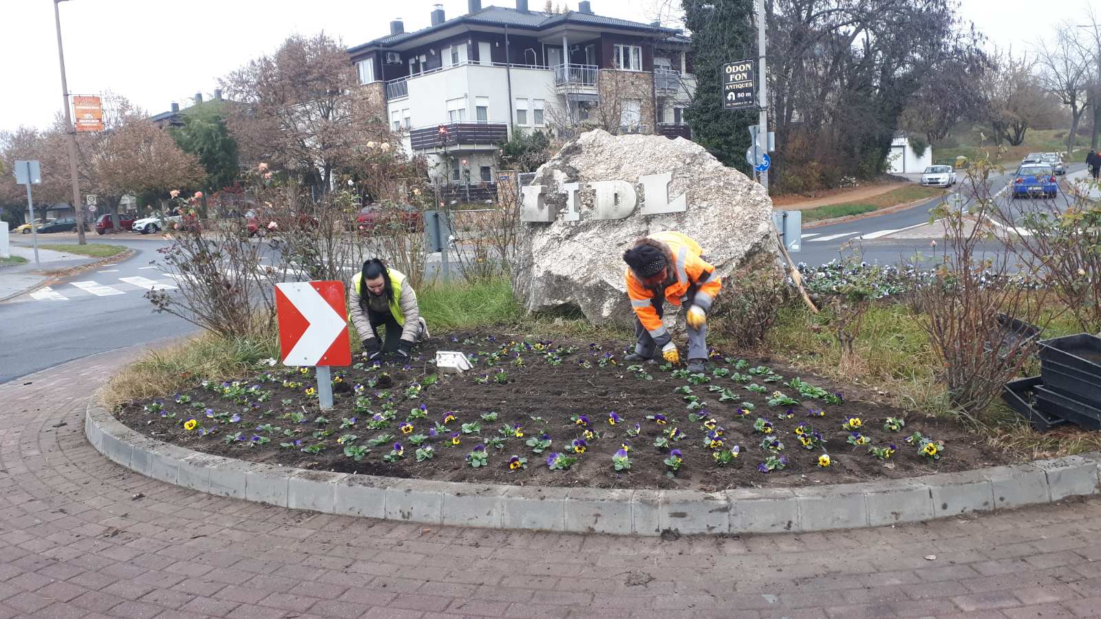 20241113 Virágpalántázás LIDL körforgó1