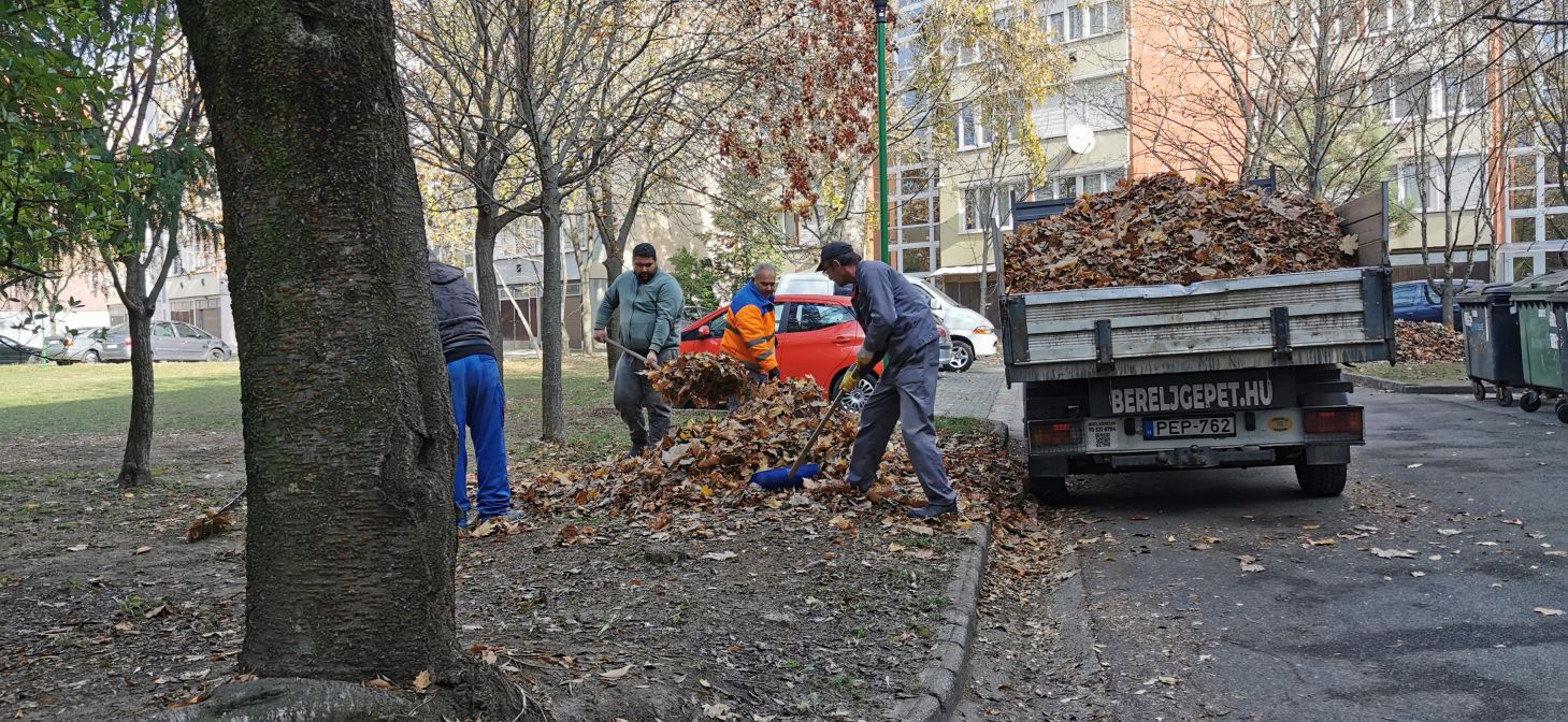 20241115 Lombszállítás Sas Fürj tb1