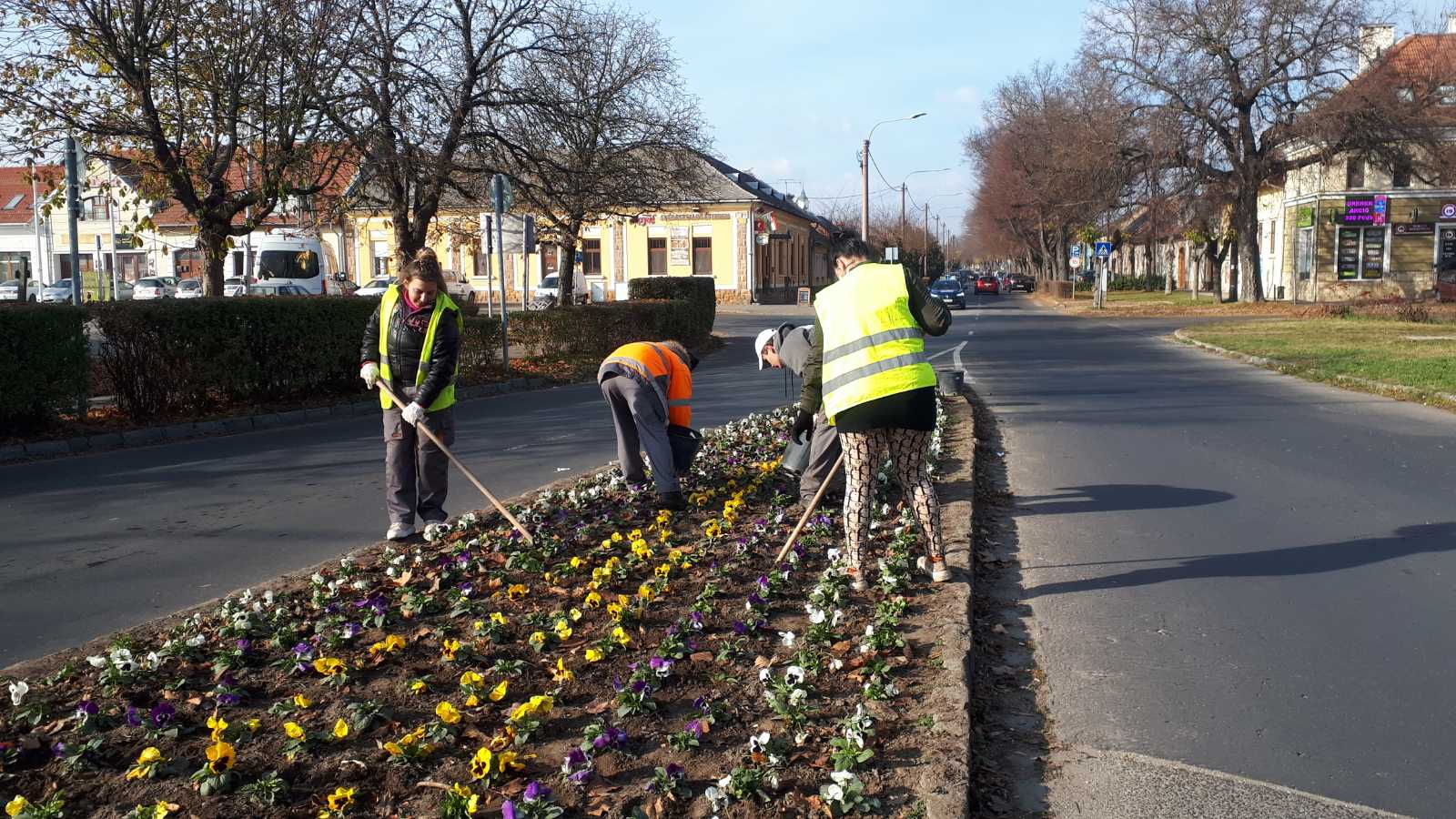 20241118 Tulipánhagyma duggatás Földvári szigetek1