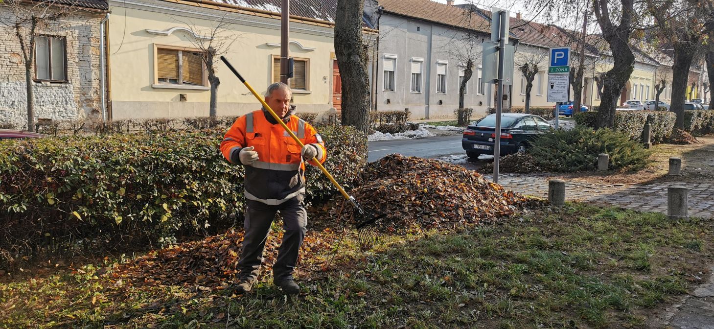 20241125 Lombtakarítás Köztársaság út2