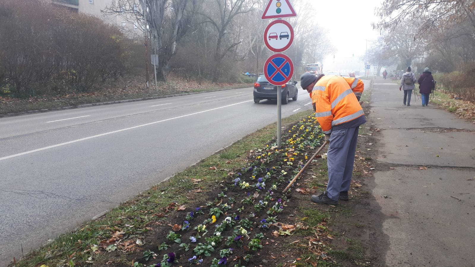 20241202 Hagyma duggatása Földvári új szalagágyak1