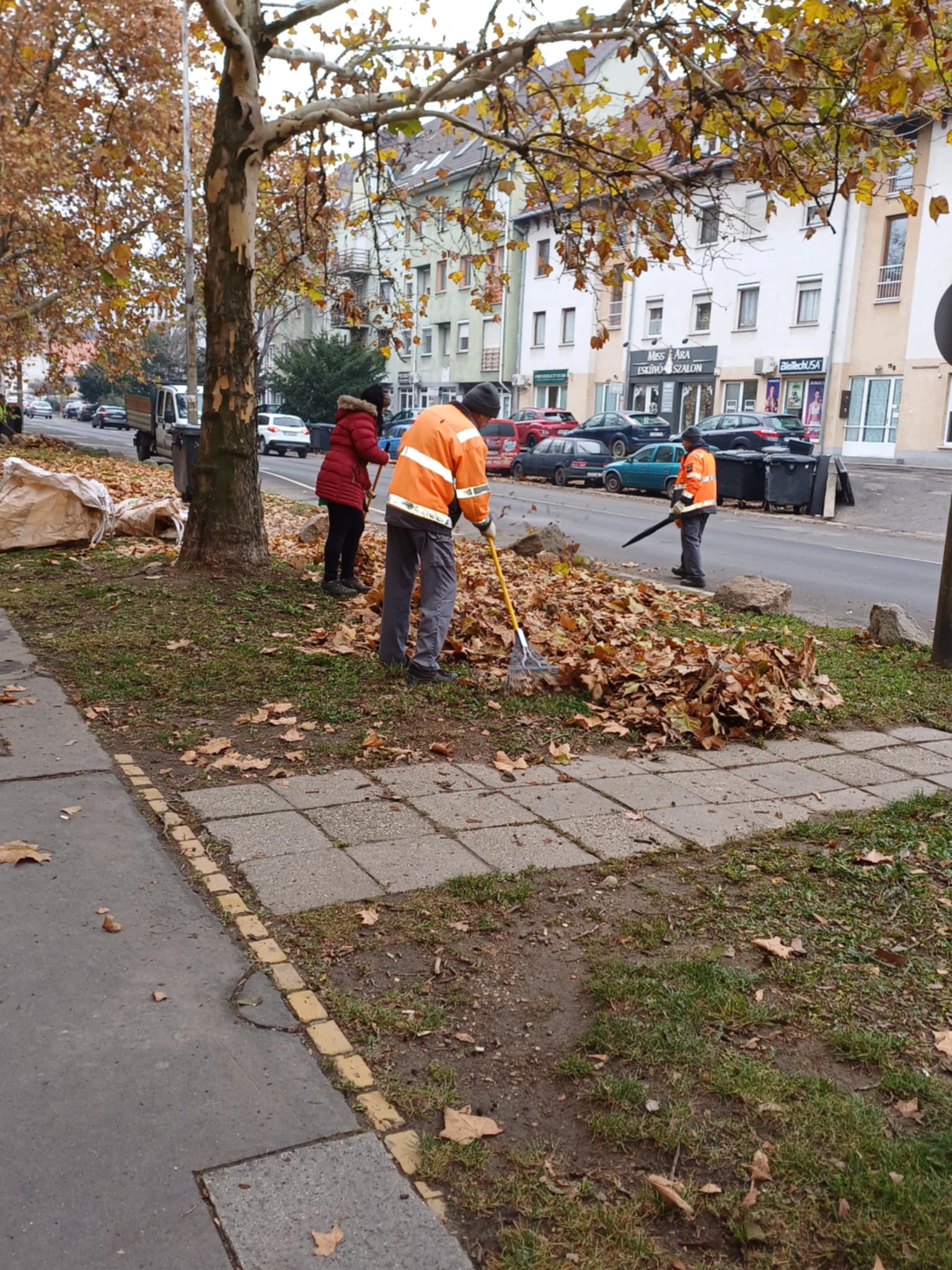 20241203 Lombtakarítás dr Csányi CEMÜ Toronyház2