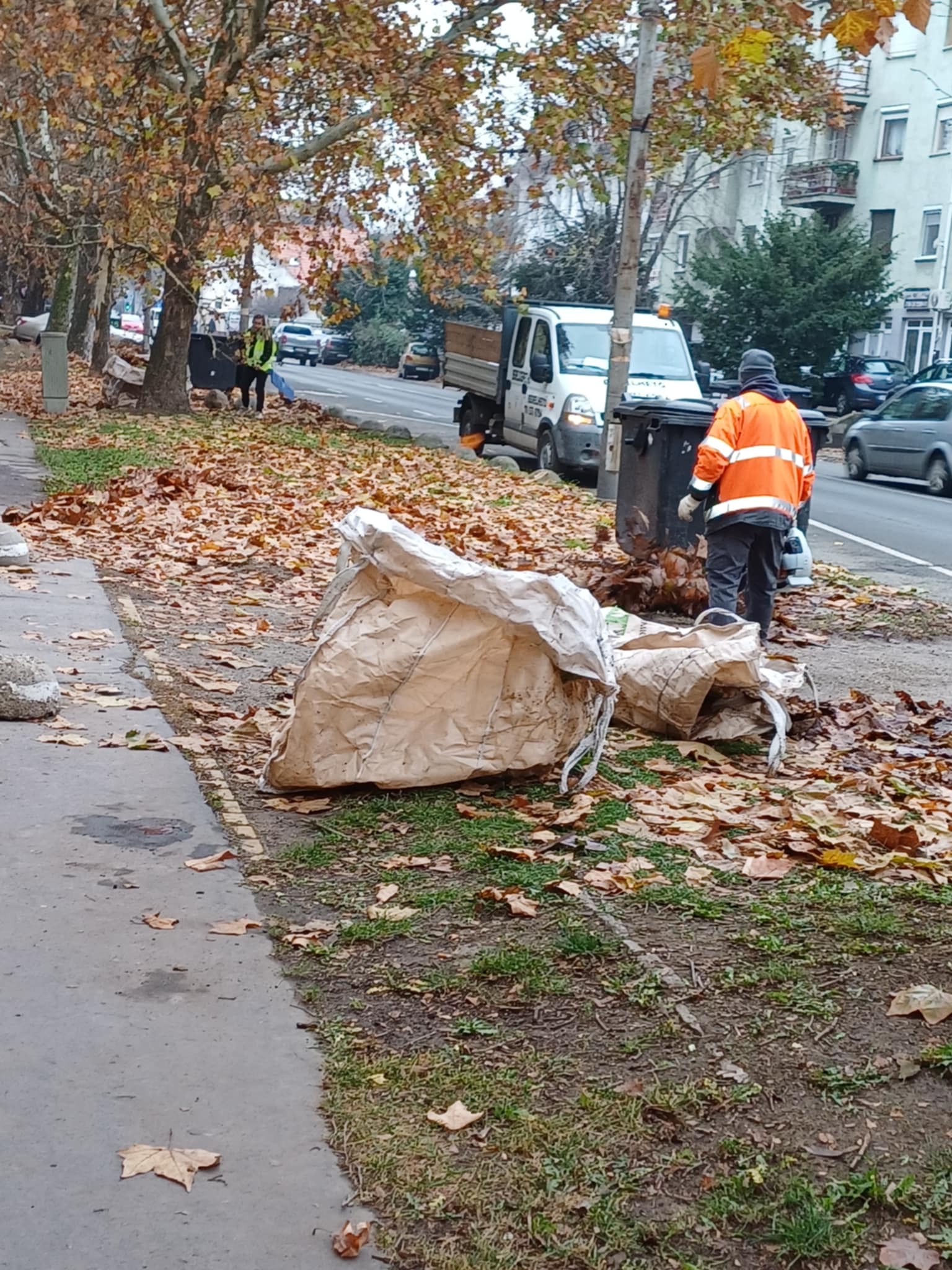 20241203 Lombtakarítás dr Csányi CEMÜ Toronyház3