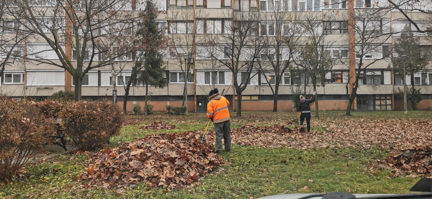 20241213 Lombtakarítás Damjanich u mögötti parkok1