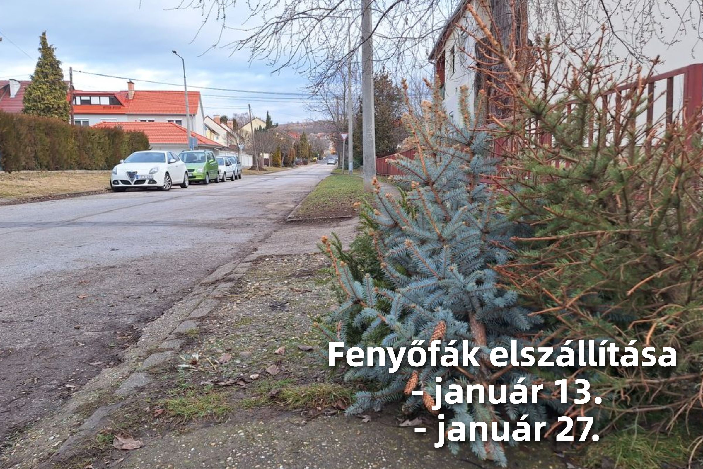 Karácsonyfák elszállítása január hónapban